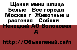 Щенки мини шпица Белые - Все города, Москва г. Животные и растения » Собаки   . Ненецкий АО,Волоковая д.